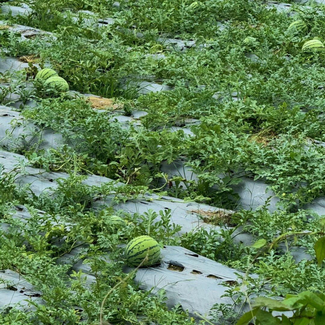 1762338459512398.jpg 0530 3.jpg